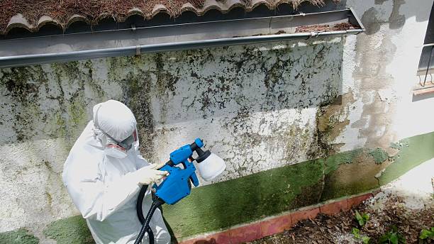 Trusted Basement Mold Remediation service in Clermont, FL - Cheap Mold Removal